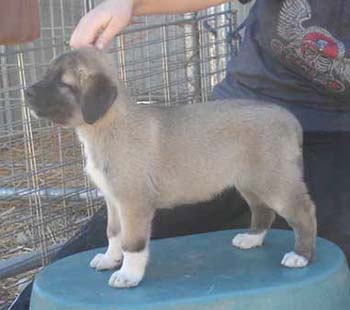 6 wks