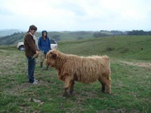 feeding cow