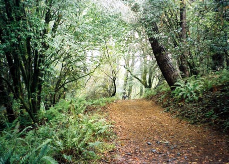 Another trail