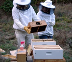 bees