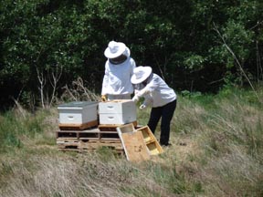checking the hives