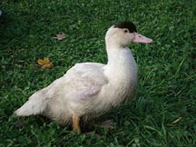 Duck