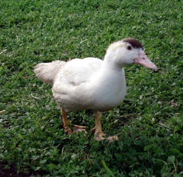 Duck walking