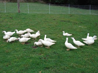 Ducks in Grass