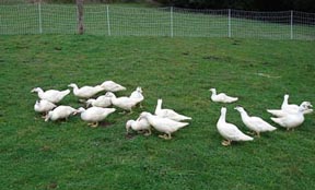 flock