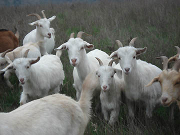 goats on hill
