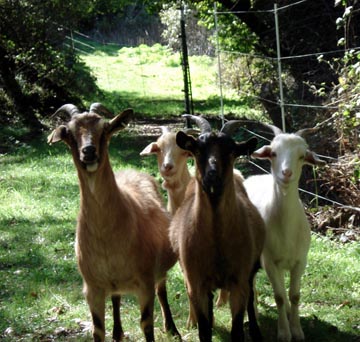 Our Goats