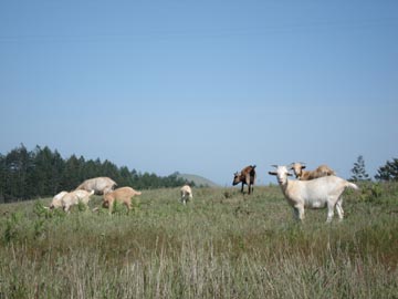 Goats on hill