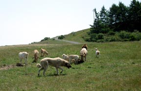 Moose with goats