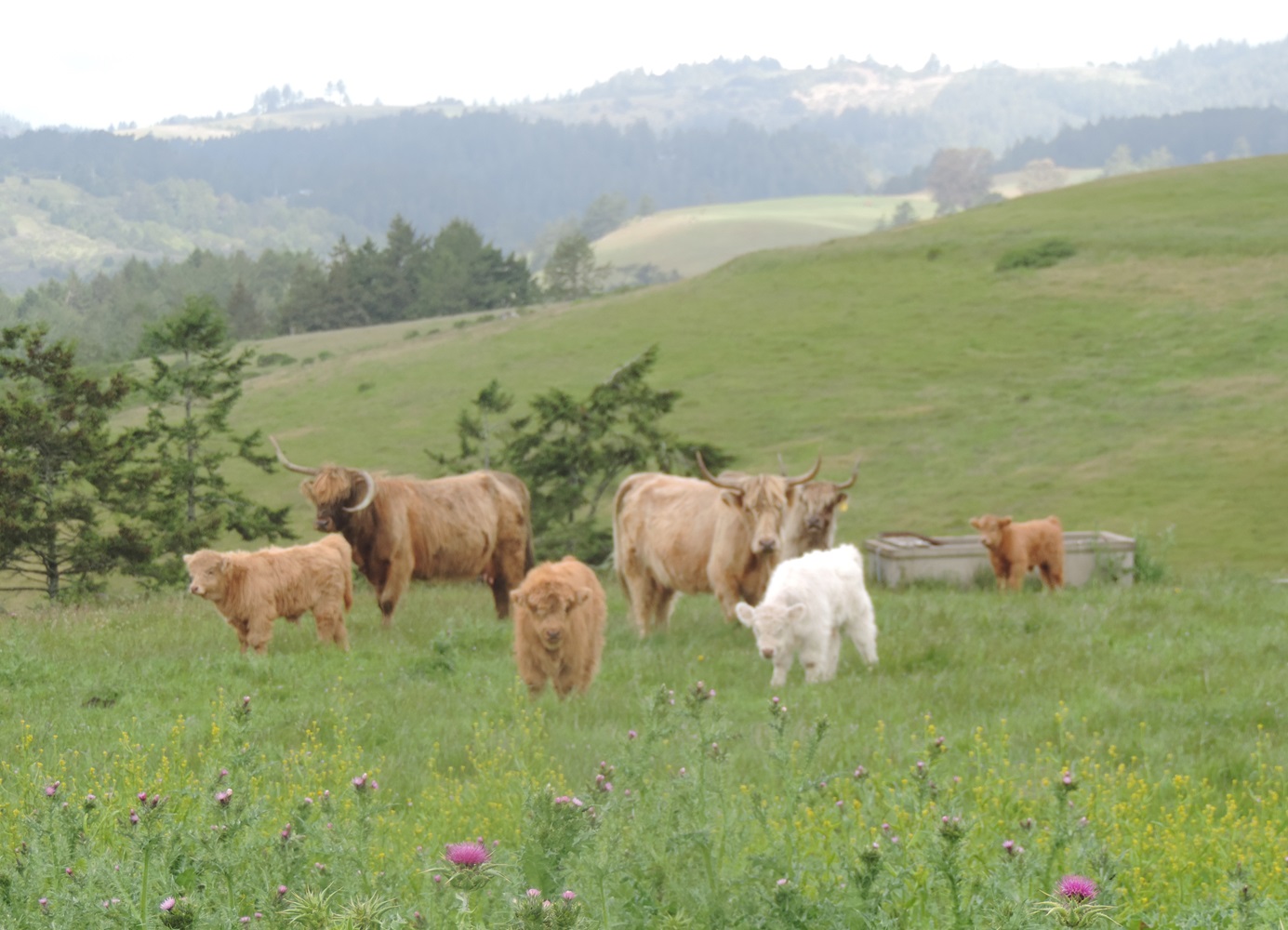 Highland cows in our pasture