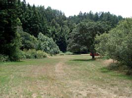 Meadow