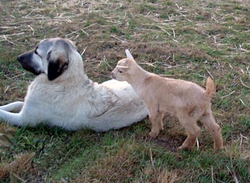 Moose and Baby buck