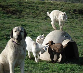 moose kids and igloo