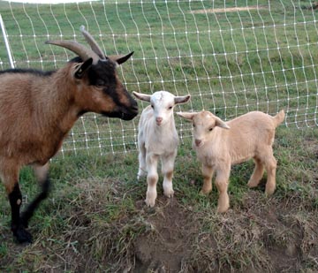 Nutmeg and kid