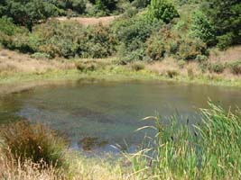 Pond