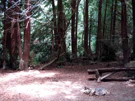 Redwood Grove