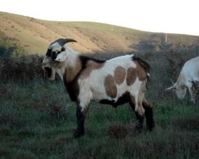 Spotted buckling