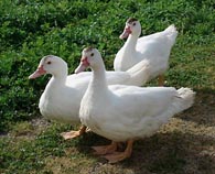 Three ducks