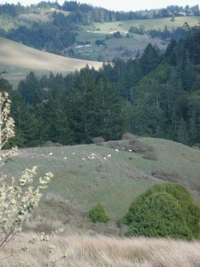 goats in distance
