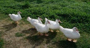 Duck walk