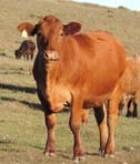 red angus
